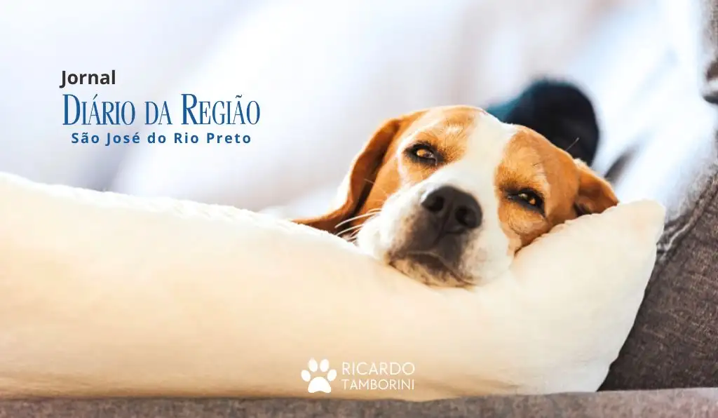 cachorro chora quando você sai de casa