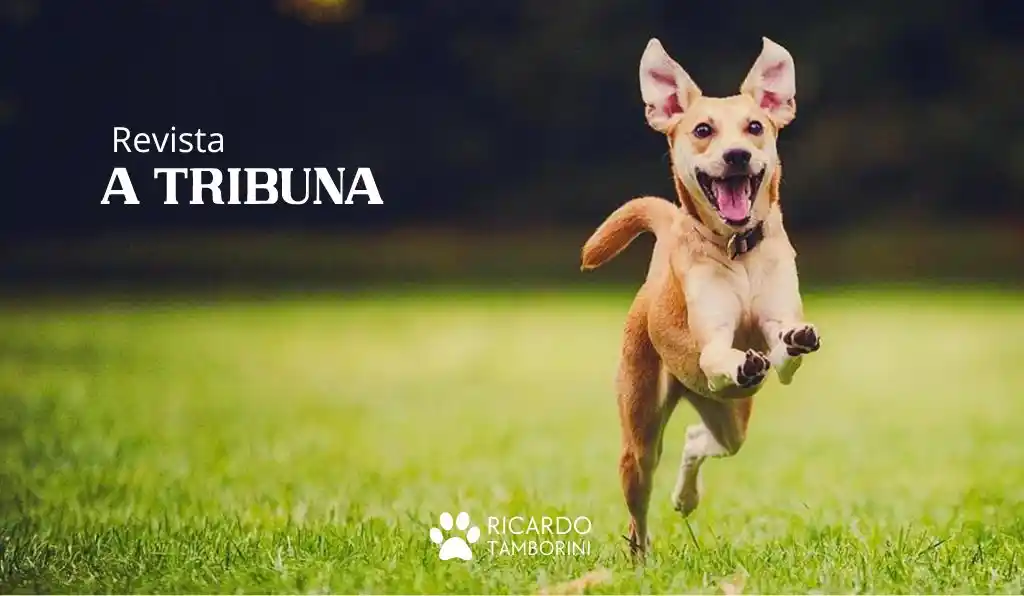 Um novo lar após sucessivos maus-tratos