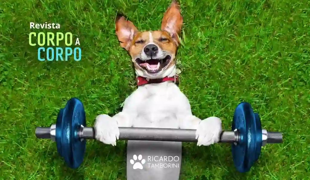 dicas de atividades físicas com cães