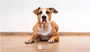 como ensinar o comando deita ao seu cachorro