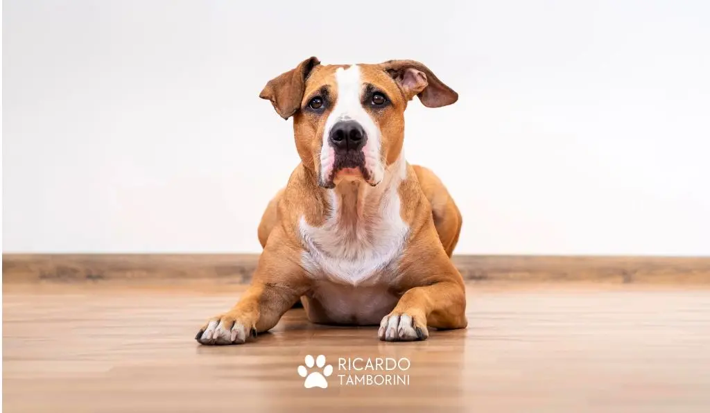 como ensinar o comando deita ao seu cachorro