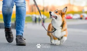 como passear com o seu cachorro