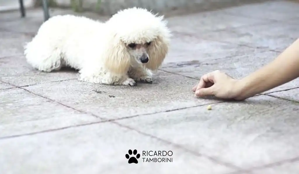 ensinando o comando rasteja
