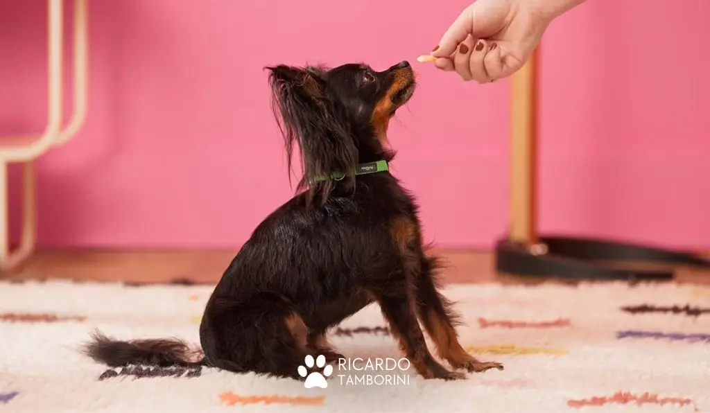 ensinar o seu cão a sentar, diferença entre adestramento e trabalho comportamental