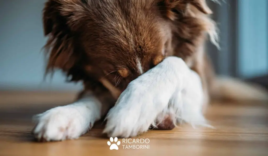 ensinando o comando vergonha ao seu cão