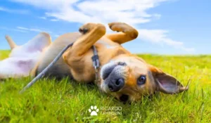 ensine o seu cão a rolar, como entender o comportamento do cachorro