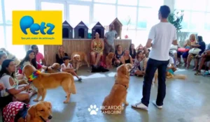 Encontro de Goldens na loja Petz