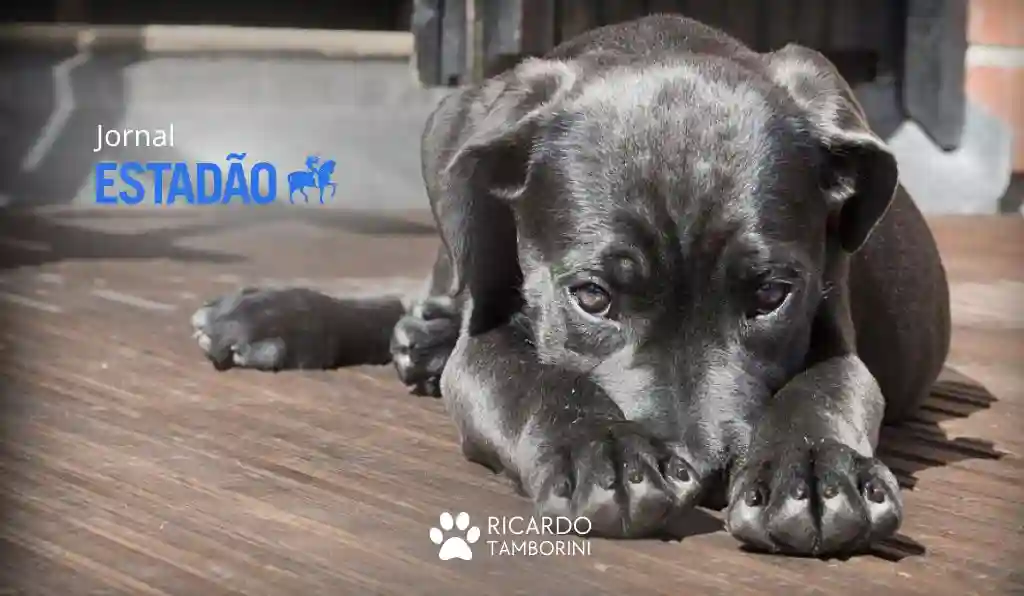 seu animalzinho tem medo dos fogos