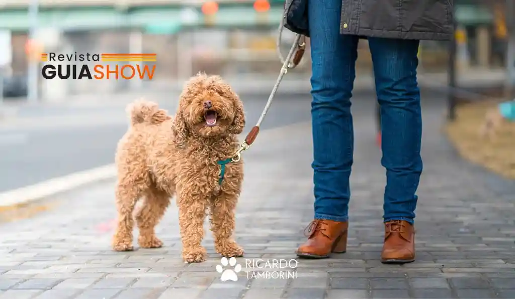 Ensine o comando fica para o seu cachorro