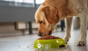 Como lidar com cães gulosos