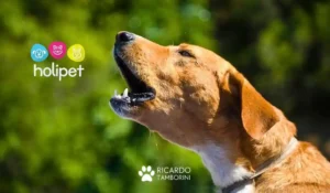 Como lidar com latidos excessivos