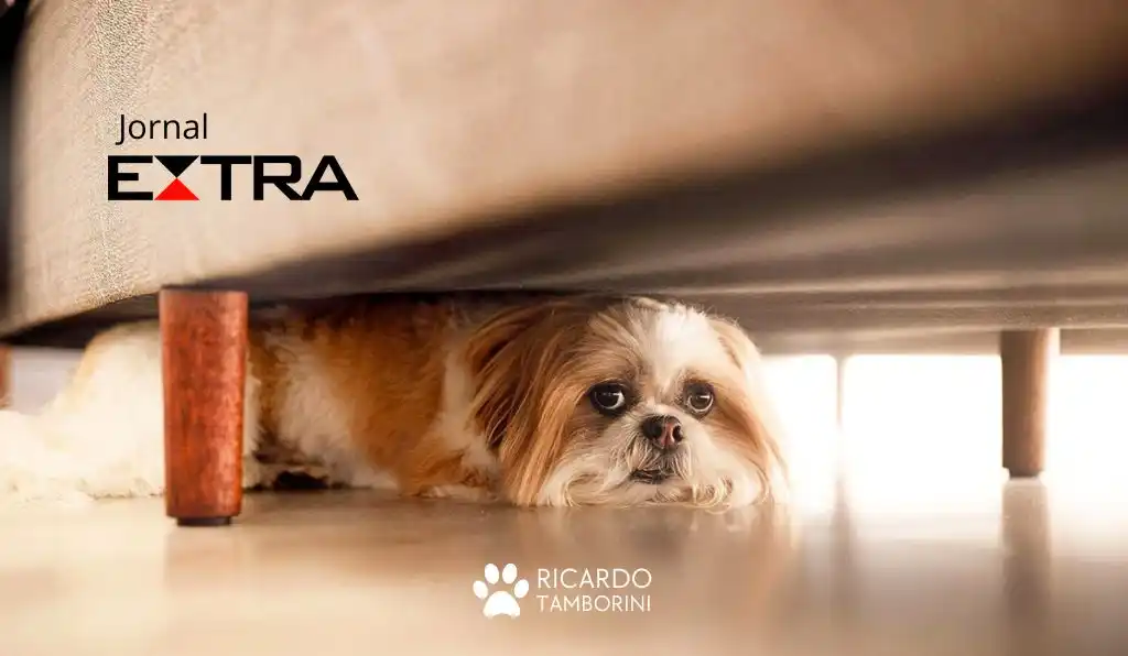 Cães que tem medo de fogos de artifício