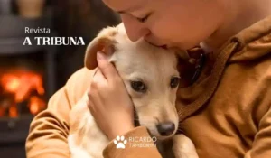 cães vítimas de maus tratos