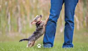 Cães que pulam nos donos e nas visitas