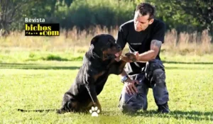 Viagem com o pet: como adaptar o cão ao novo ambiente