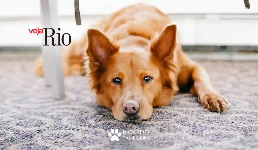 Problemas ocasionados aos cães pela falta de espaço