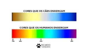Como é a visão dos cães