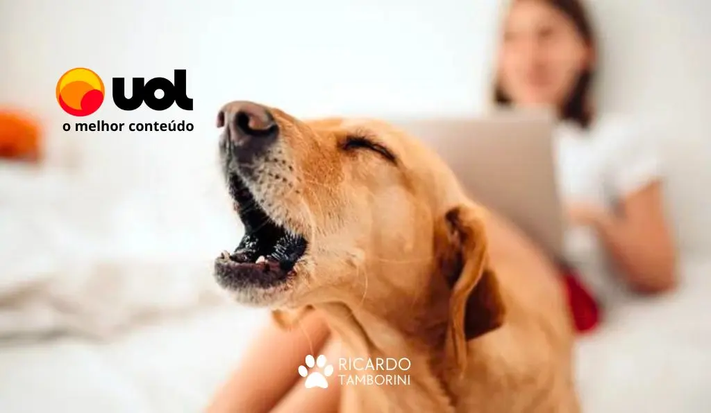 Comandos essenciais melhoram a convivência com seu cão