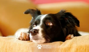 Coisas que os cães detestam