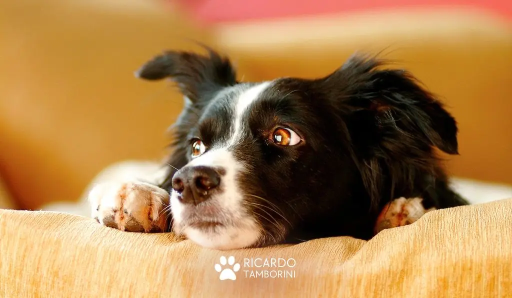 Coisas que os cães detestam