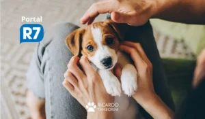 fique por dentro, 7 coisas que você precisa saber antes de ter um cachorro
