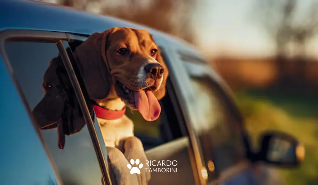 cães com a cabeça para fora do carro