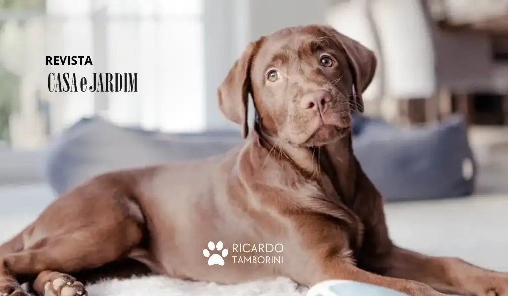 prepare a casa para a chegada do animal de estimação