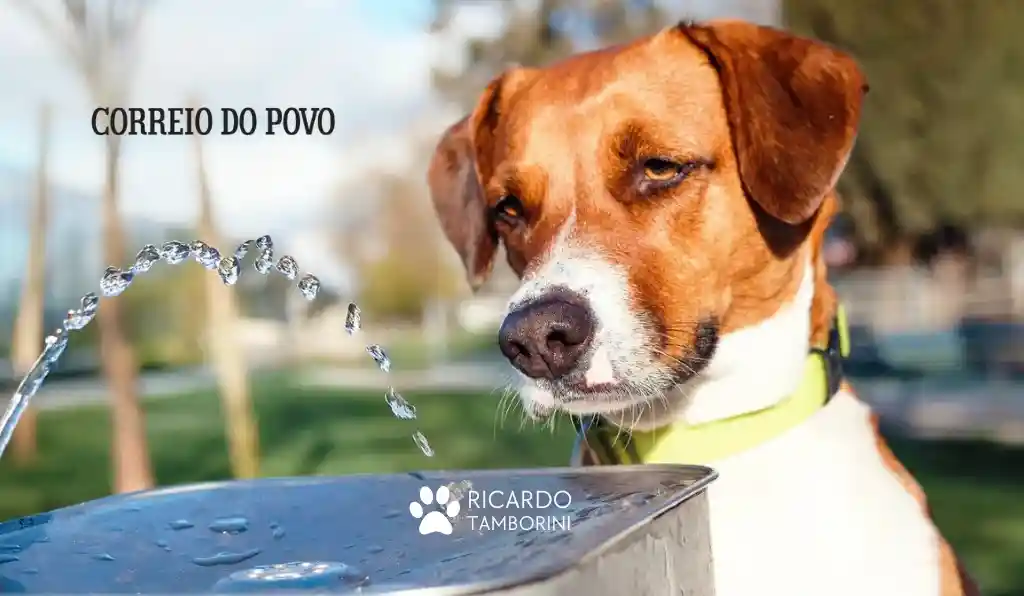 cuidados com cães no calor