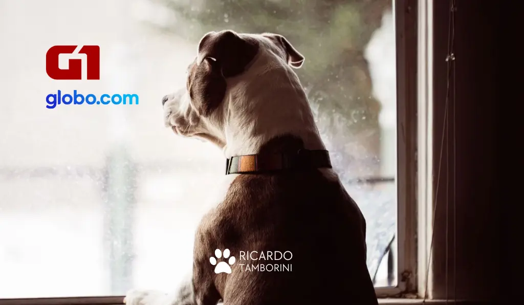 ansiedade de separação em cães