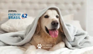 ter animal de estimação exige dedicação e dinheiro