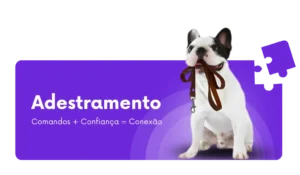 adestramento de cães, adestrador de cães em são paulo, adestrador de cães no rio de janeiro