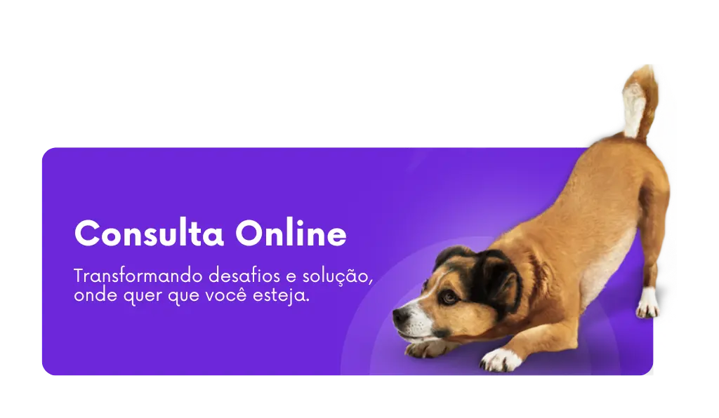 Consulta comportamental online para cães, Consultoria Comportamental Canina - Consulta online