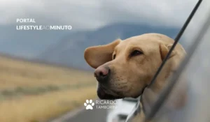 saiba como manter a saúde dos cães idosos
