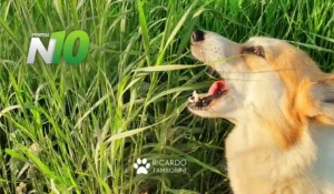 por que os cães comem grama