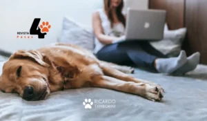 educação dos cães no mercado pet