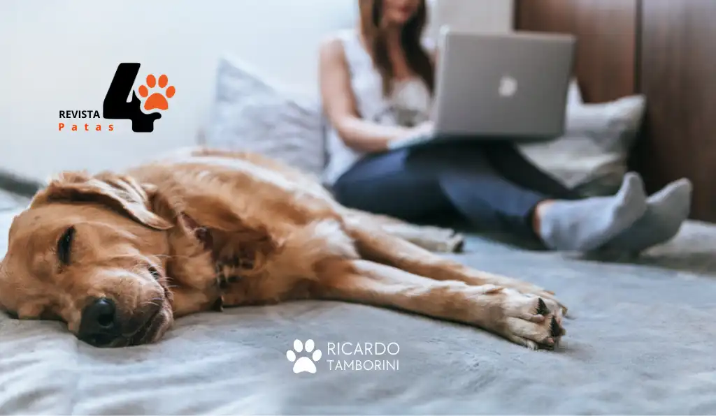 educação dos cães no mercado pet