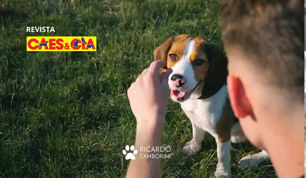 educar o cão no dia a dia