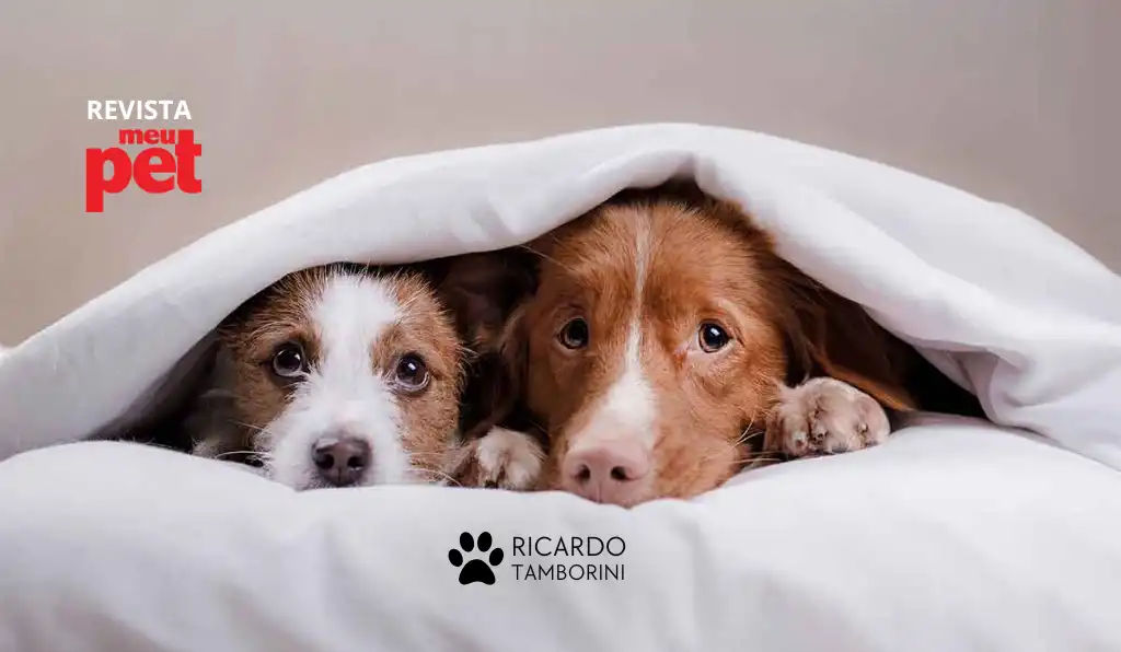 cuidar do cão durante jogos da Copa