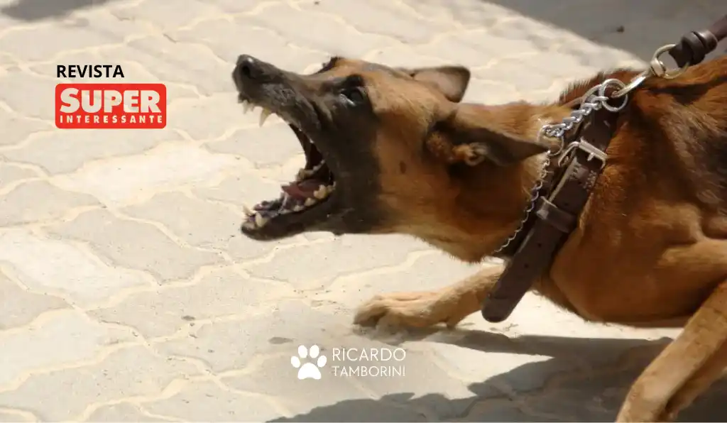 como se defender de um ataque de cachorro