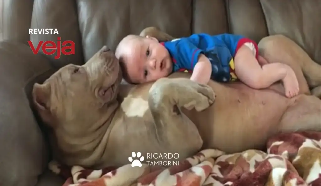 É seguro deixar crianças com um pitbull