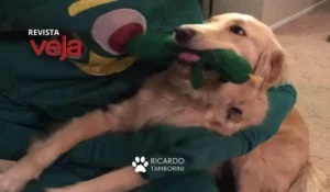 cadela não confundiu dono com brinquedo