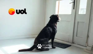 cães sabem quando o dono está chegando