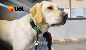 labradores ajudam polícia contra pornografia infantil