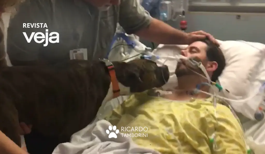 cadela se despede do dono à beira da morte