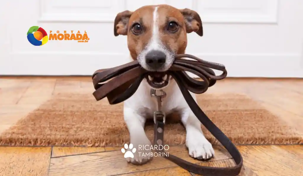 como evitar que o cão assuma o comando da casa