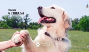 adestrar ou educar o cachorro