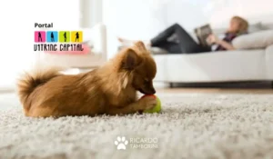 educar cães de apartamento