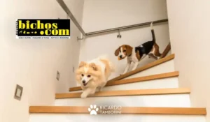 Cães e donos - Quem é o líder da casa