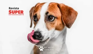 por que o seu cachorro te lambe