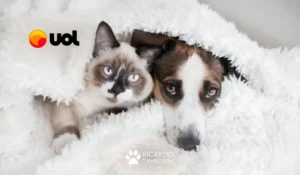 Veja dicas de como adestrar seu pet